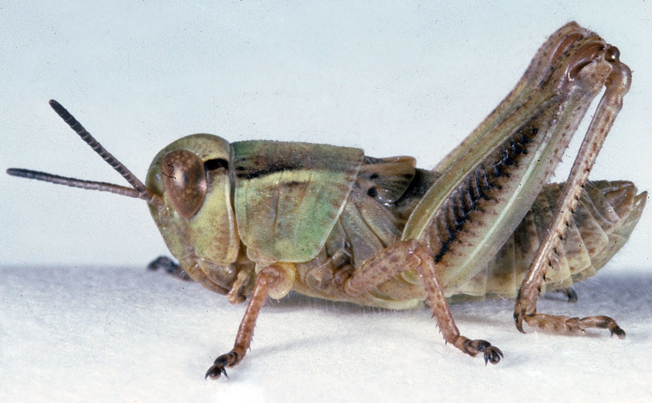  Fig. 4, fourth instar: BL 10.1-13.7 mm, FL 5.2-7 mm, AS 20-21 