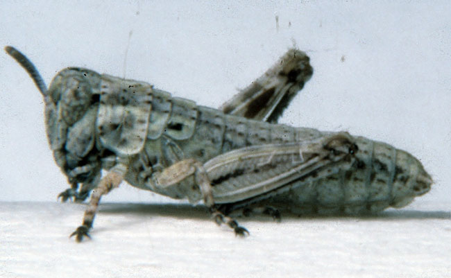  Fig. 1, first instar: BL 3.9-6.1 mm, FL 2.4-2.5 mm, AS 13 