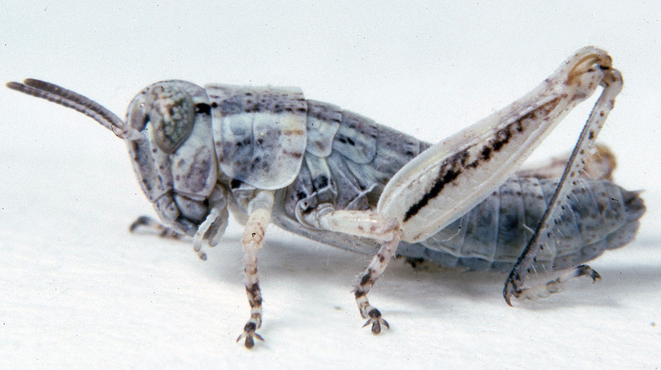  Fig. 2, second instar: BL 6.5-7.5 mm, FL 3.6-4.2 mm, AS 16-18 