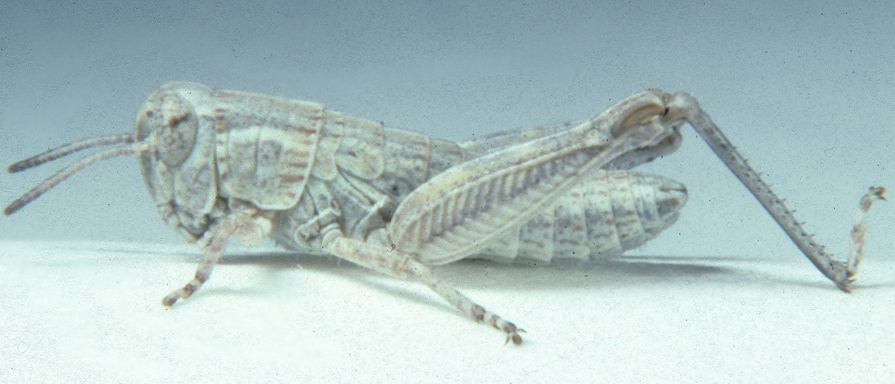  Fig. 3, third instar: BL 8.1-9.4 mm, FL 5.1-5.2 mm, AS 19 