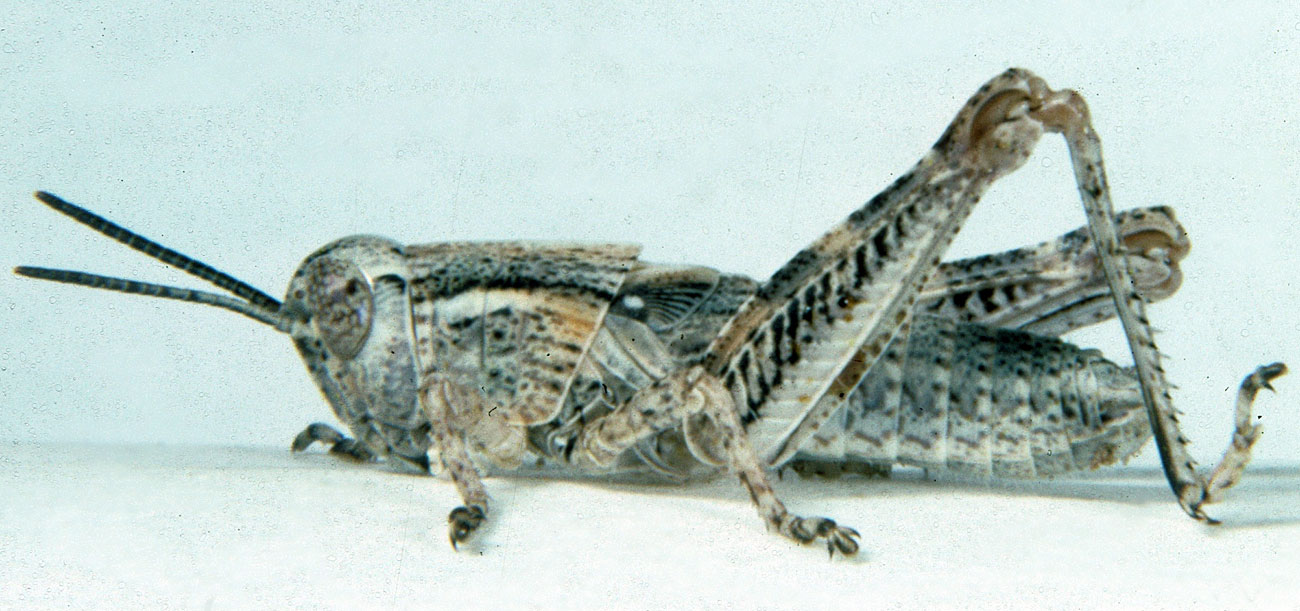  Fig. 4, fourth instar: BL 12-14 mm, FL 7.4-8 mm, AS 20-21 