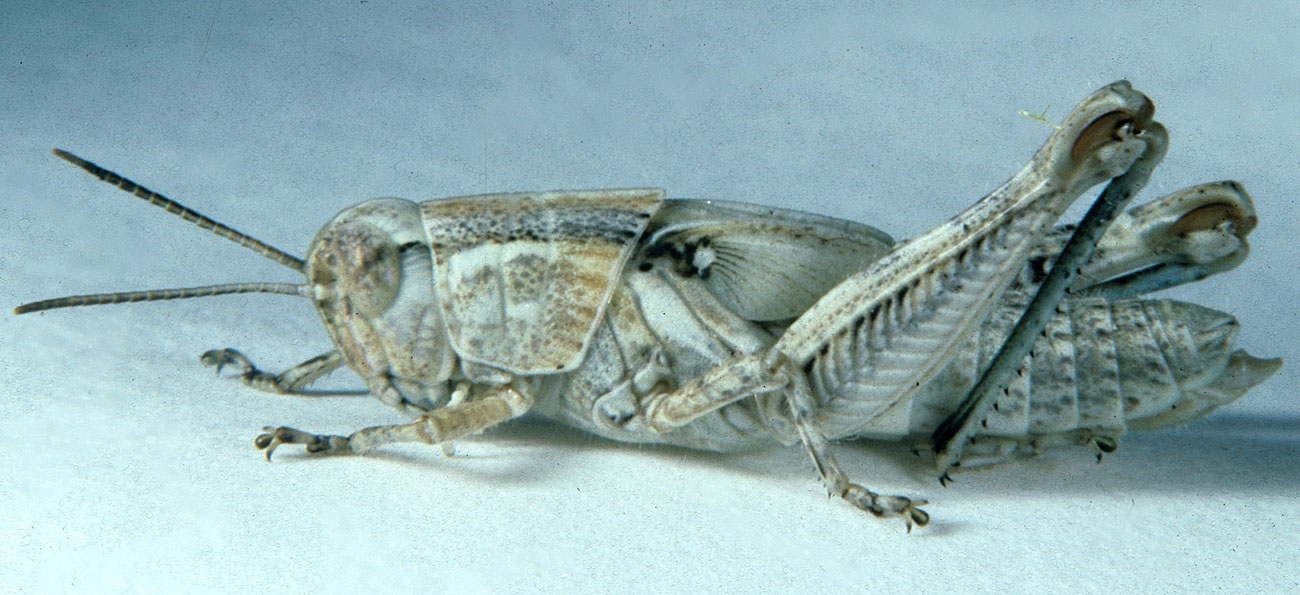  Fig. 5, fifth instar: BL 14.5-20.5 mm, FL 10-12 mm, AS 22-24 