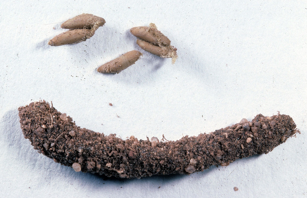  Fig. 10, egg pod and 5 loose eggs 