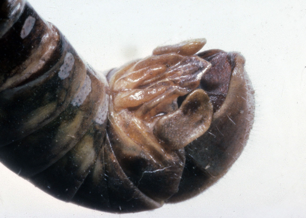  Fig. 9, end of male abdomen showing the cercus, long arms of the furcula, and subgenital plate 