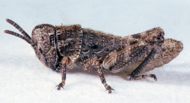  Fig. 1, first instar: BL 4.4-5.8 mm, FL 2.4-2.6 mm, AS 12-13 