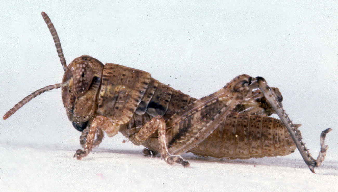  Fig. 2, second instar: BL 5.6-8.3 mm, FL 3.2-3.6 mm, AS 16 