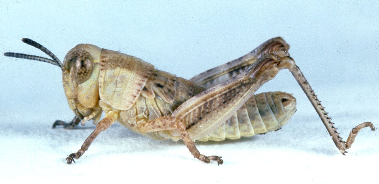  Fig. 3, third instar: BL 7.7-9.4 mm, FL 5-5.3 mm, AS 18-20 