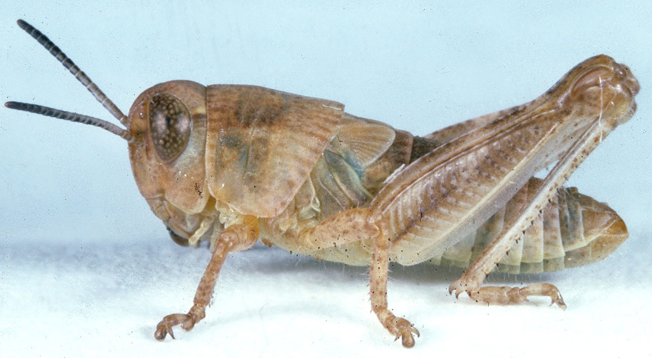  Fig. 4, fourth instar: BL 10-11.6 mm, FL 6.2-7.2 mm, AS 20-21 