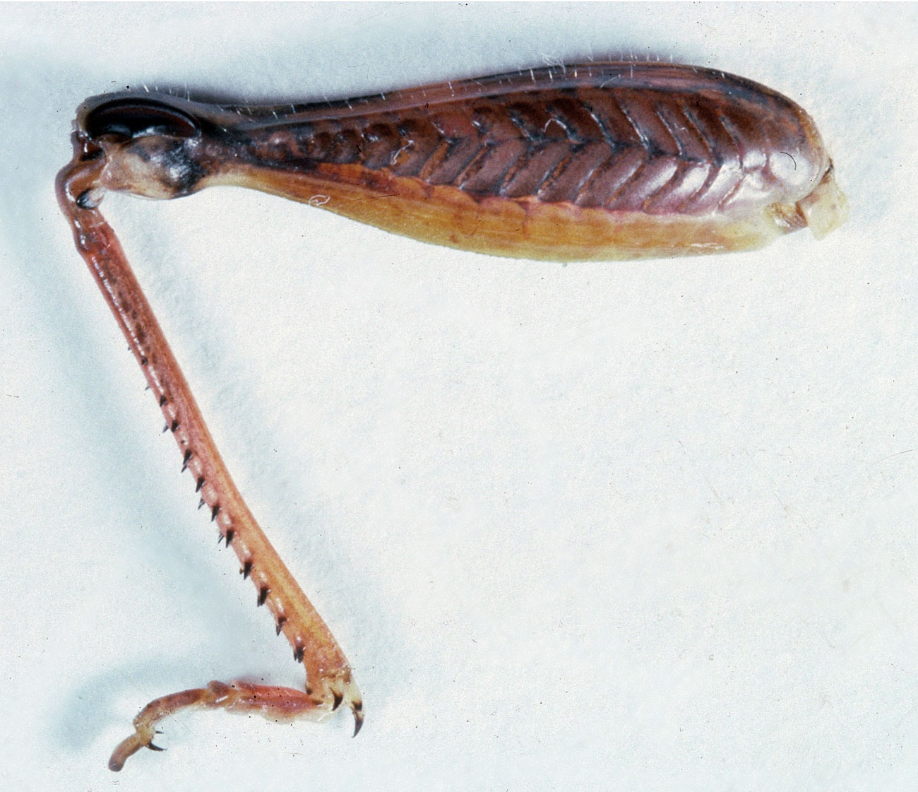  Fig. 8, hindleg of adult male 