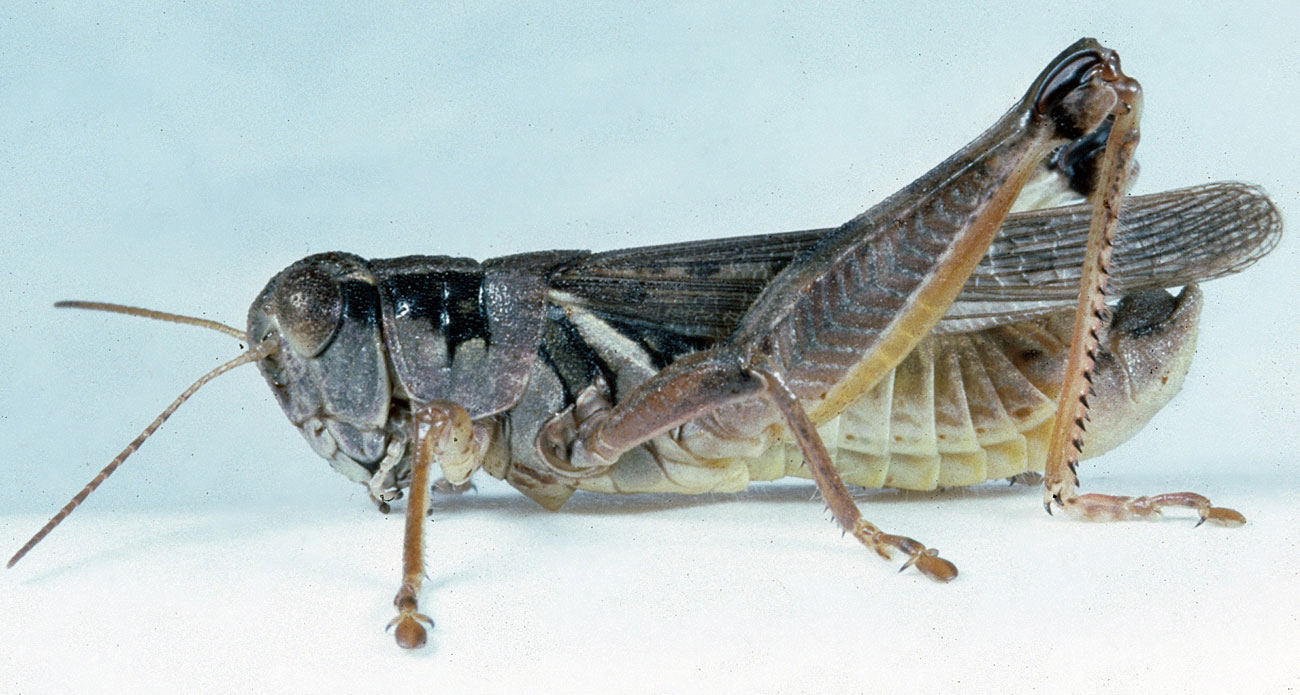  Fig. 6, adult male: BL 18-22 mm, FL 10-12.5 mm, AS 24-25 