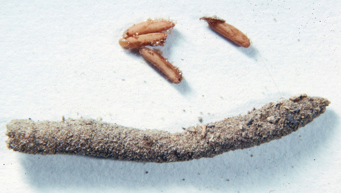  Fig. 9, egg pod (bottom at right) and four eggs 