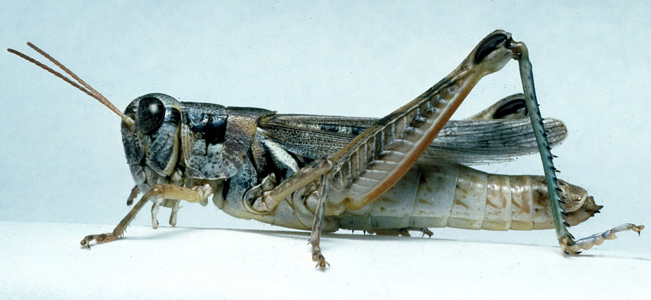  Fig. 7, adult female: BL 23-24 mm, FL 13.4-13.6 mm, AS 24-25 