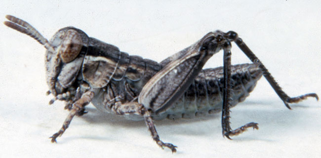  Fig. 1, first instar: BL 3.6-5.6 mm, FL 2.8-3 mm, AS 13 