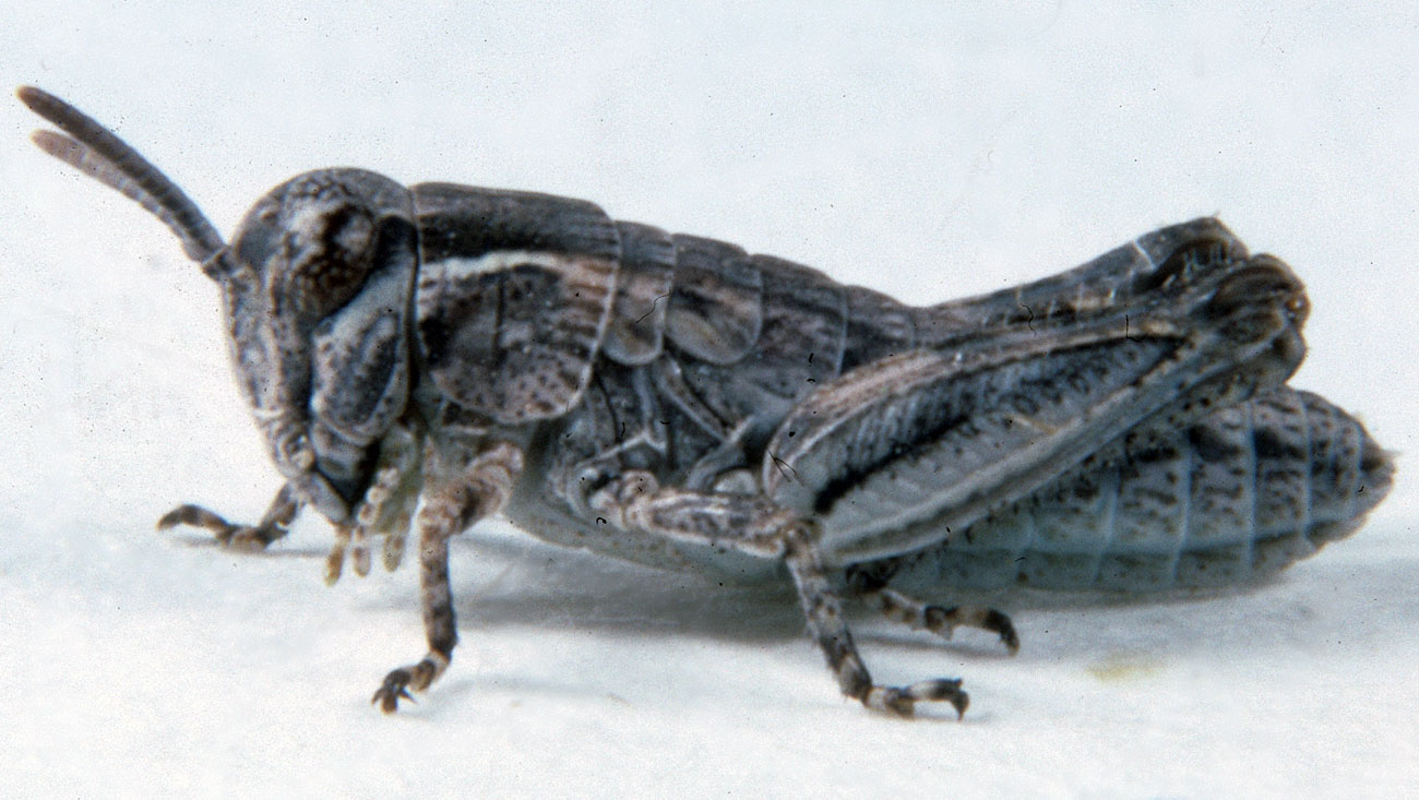  Fig. 2, second instar: BL 6.8-7.7 mm, FL 3.9-4.3 mm, AS 16-17 