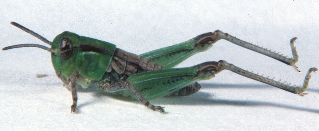  Fig. 3, third instar: BL 7.1-8.1 mm, FL 5.1-5.3 mm, AS 20 