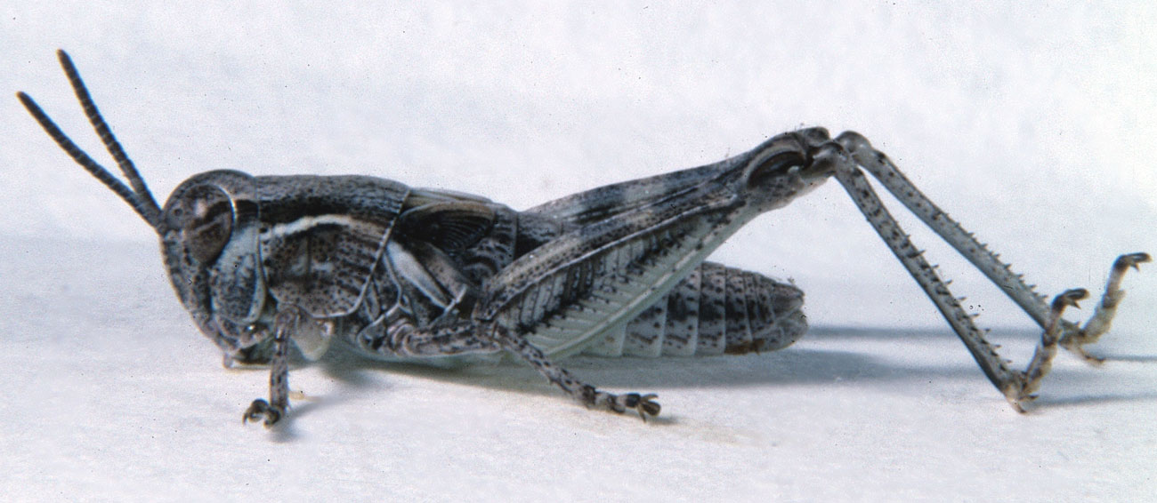  Fig. 4, fourth instar: BL 9.1-13 mm, FL 6.8-7.9 mm, AS 21-22 