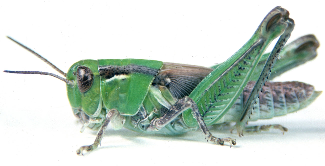  Fig. 5, fifth instar: BL 14.5-16 mm, FL 9-10.8 mm, AS 24 