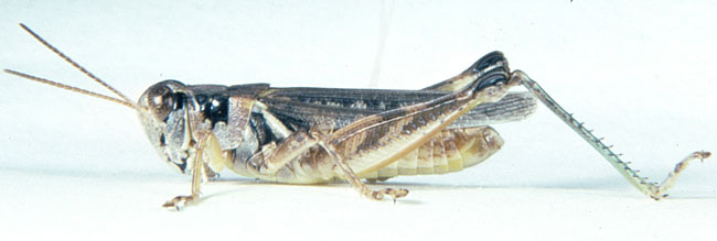  Fig. 6, adult male: BL 18-19 mm, FL 11 mm, AS 25 