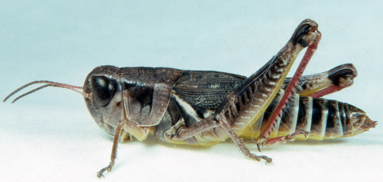 Melanoplus dawsoni female