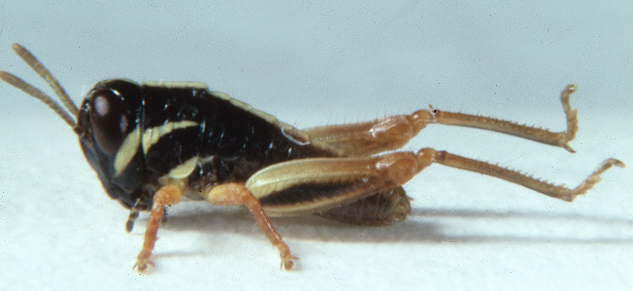  Fig. 1, first instar: BL 4.5-5.1 mm, FL 2-2.4 mm, AS 13-14 