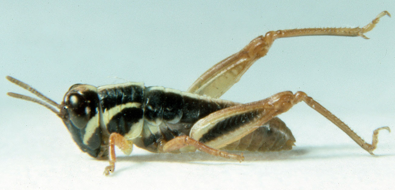  Fig. 2, second instar: BL 5-6.9 mm, FL 2.8-3.4 mm, AS 17-18 