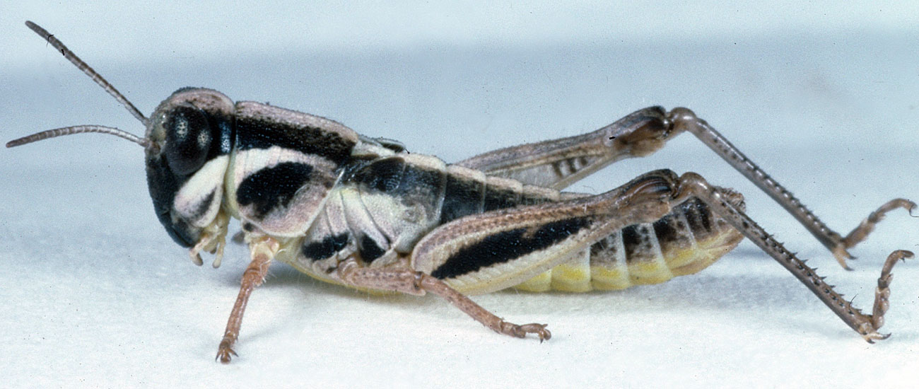  Fig. 4, fourth instar: BL 8.7-12.5 mm, FL 5.3-7.4 mm, AS 21-23 