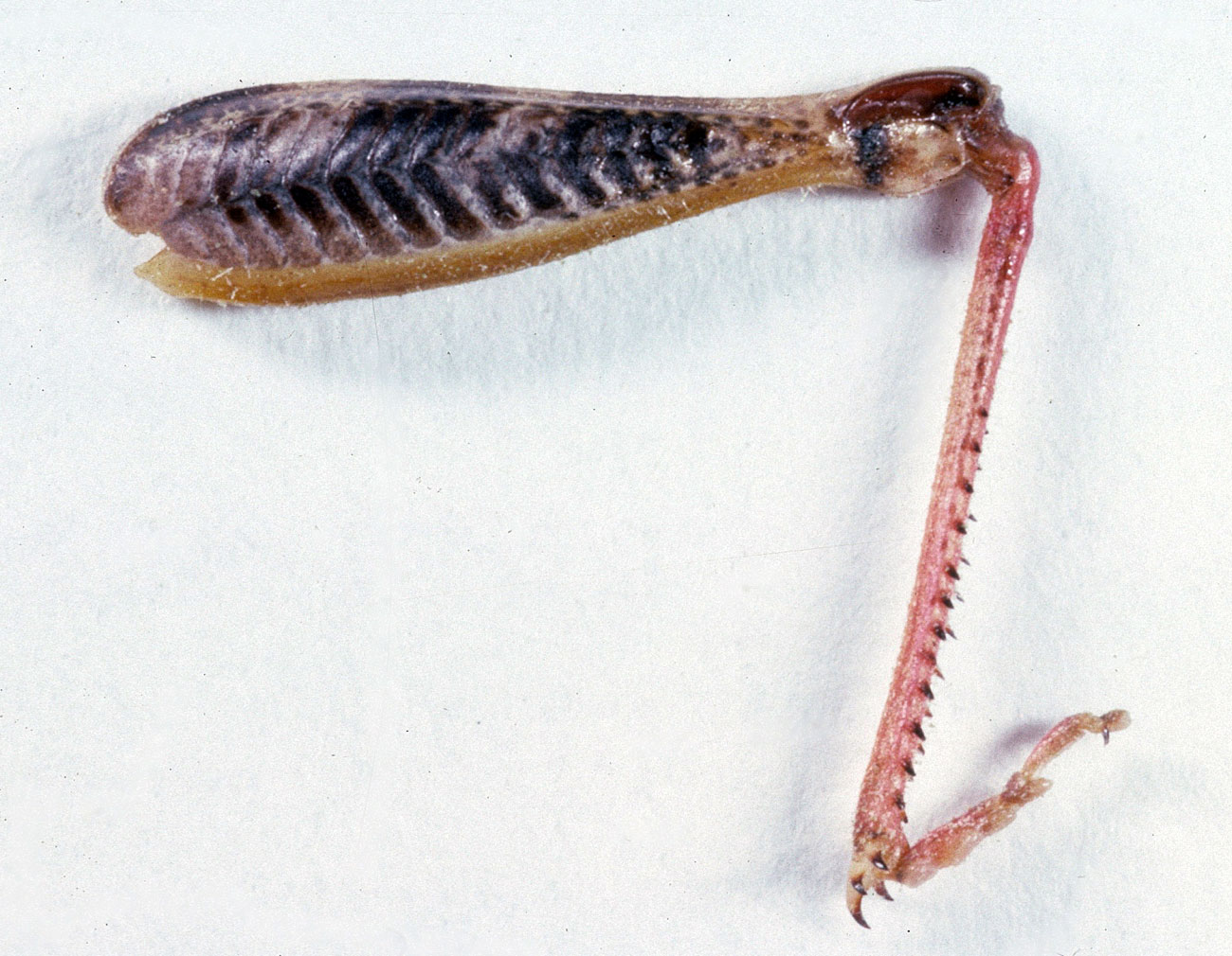  Fig. 8, outer face of left hindleg of female 