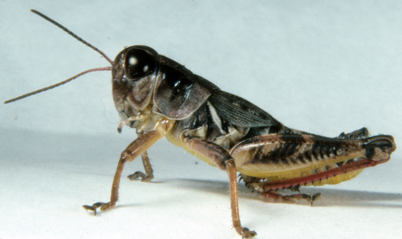 Melanoplus dawsoni male