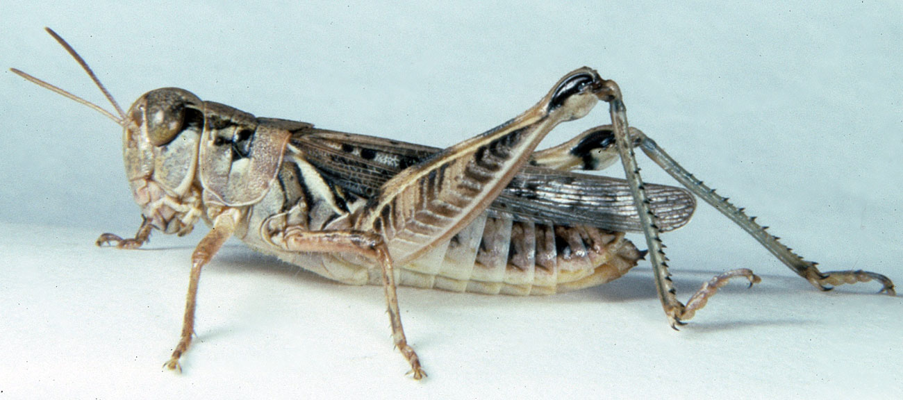  Fig. 8, adult female: BL 21-23 mm, FL 12-13.5 mm, AS 25-26 