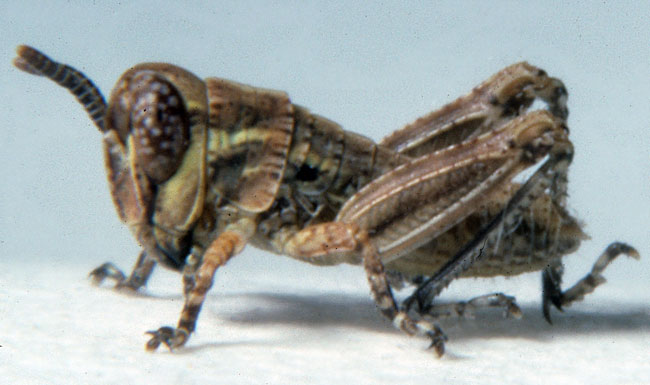  Fig. 1, first instar: BL 3.4-4.6 mm, FL 2-2.1 mm, AS 13 