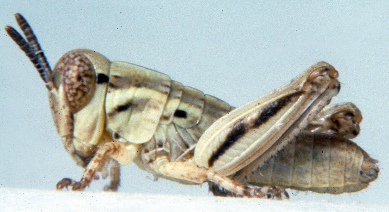  Fig. 2, second instar: BL 4.8-6.6 mm, FL 2.6-2.9 mm, AS 14-16 