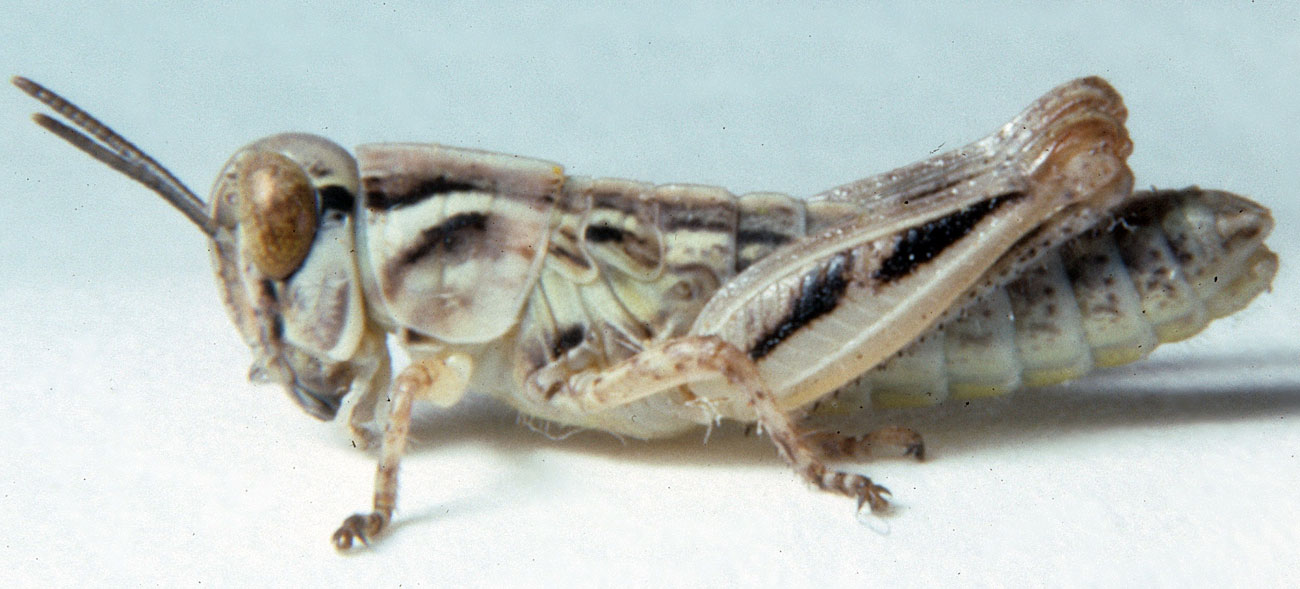  Fig. 3, third instar: BL 5.9-6.8 mm, FL 3.6-5.2 mm, AS 17 