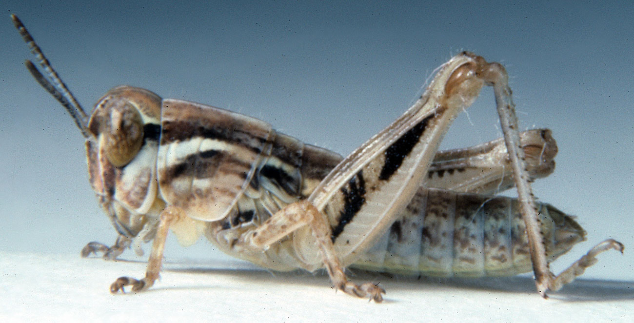  Fig. 4, fourth instar: BL 10.5-12.5 mm, FL 6.1-6.7 mm, AS 20-21 