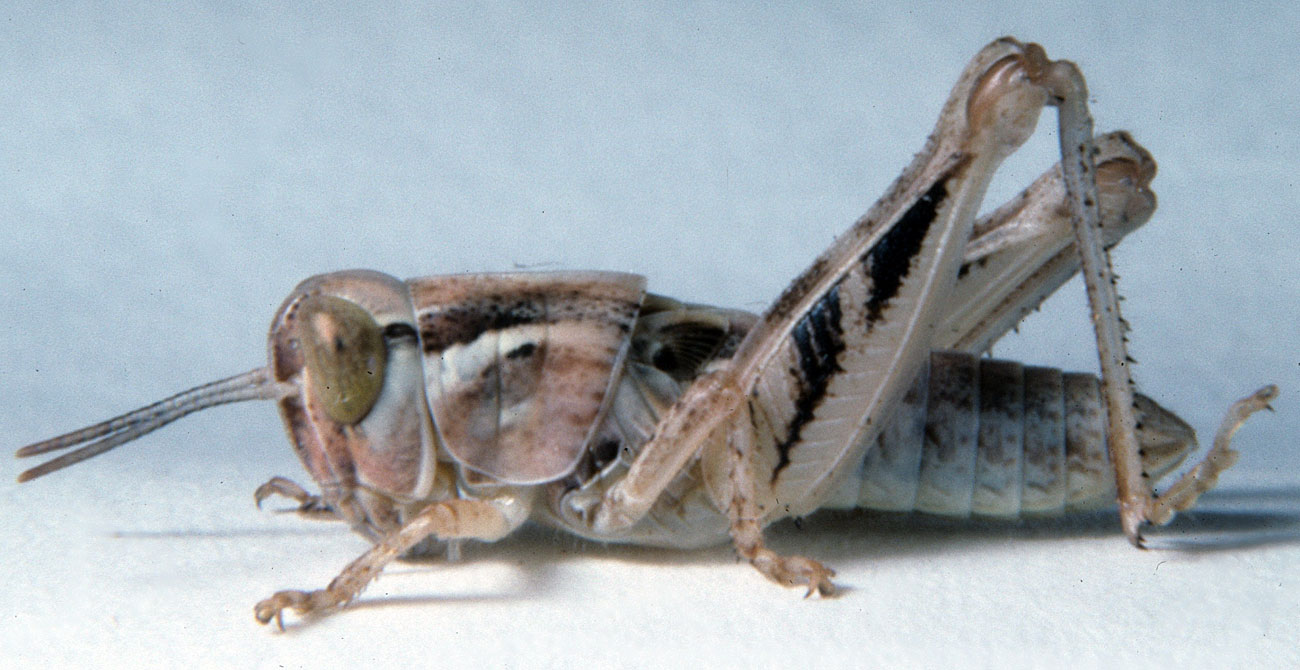  Fig. 5, fifth instar: BL 13-15.2 mm, FL 8.4-8.9 mm, AS 22-23 