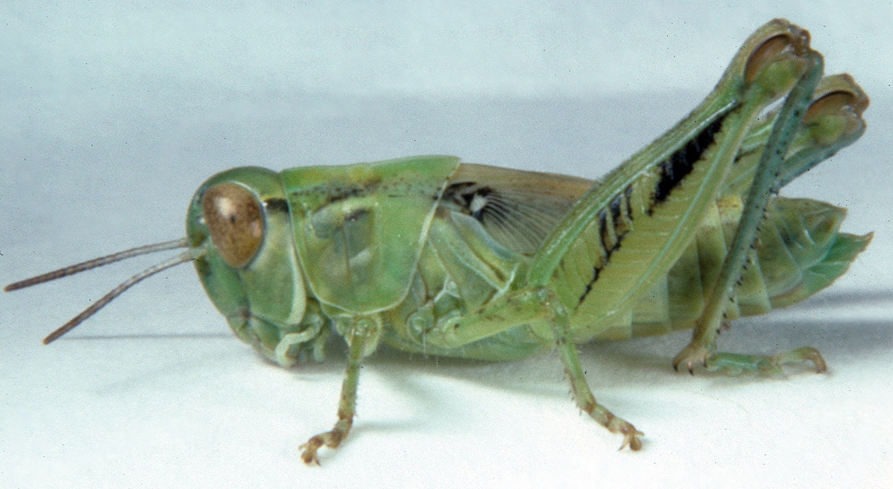  Fig. 6, sixth instar: BL 15-19.5 mm, FL 9.5-11.7 mm, AS 24-25 