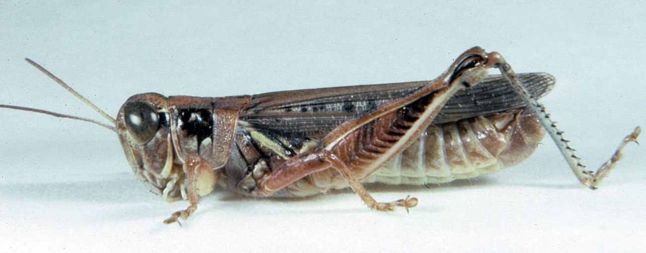  Fig. 7, adult male: BL 18.5-22 mm, FL 10.3-11.5 mm, AS 25-26 