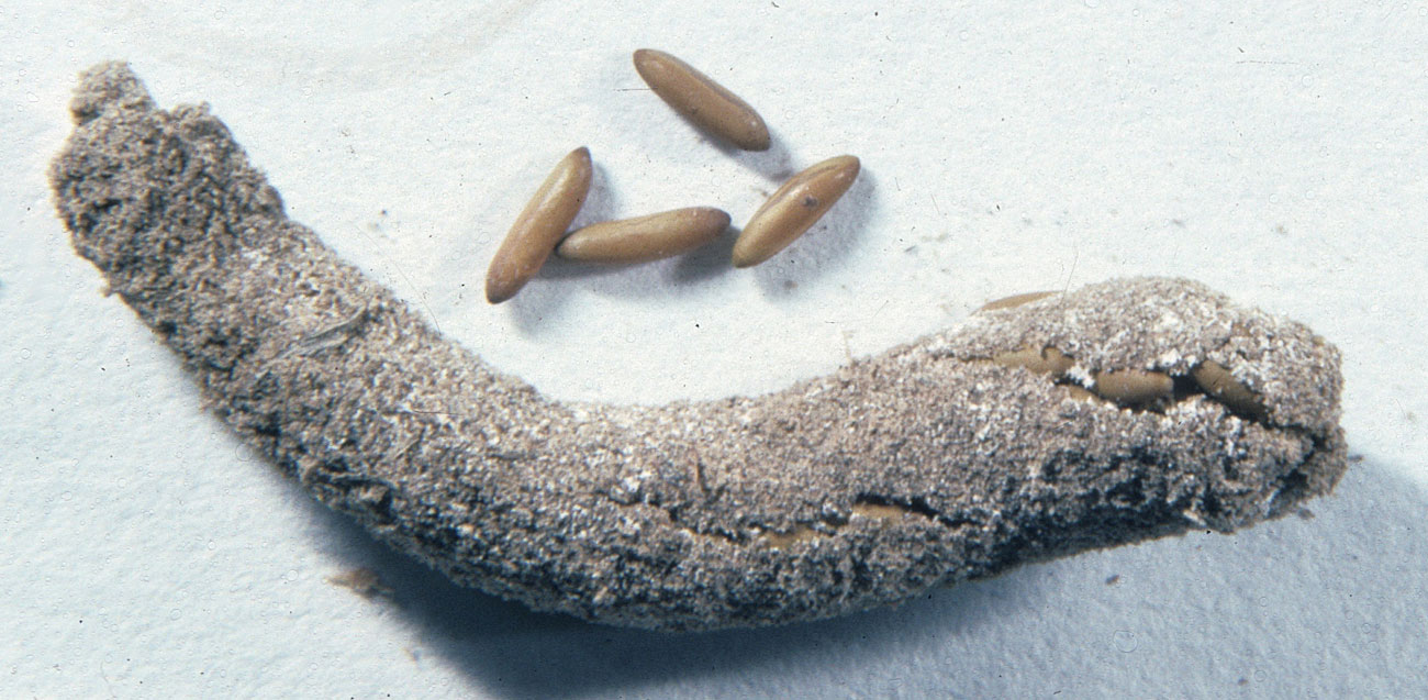  Fig. 11, egg pod and several loose eggs 