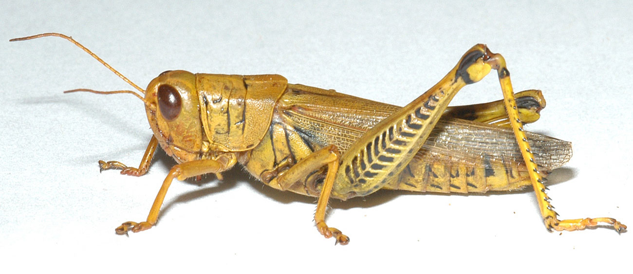  Fig. 8, adult female: BL 32-41 mm, FL 16.5-19 mm, AS 26-28 