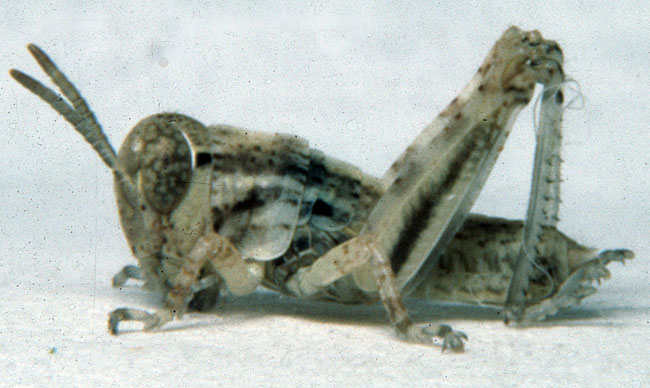  Fig. 2, second instar: BL 5.2-6.8 mm, FL 3.4-3.6 mm, AS 14-17 