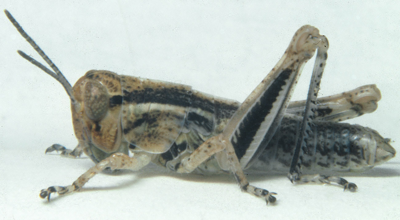  Fig. 4, fourth instar: BL 12-14 mm, FL 5.9-7.1 mm, AS 21-22 