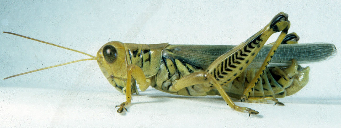  Fig. 7, adult male: BL 30-33 mm, FL 15-17 mm, AS 27-28 