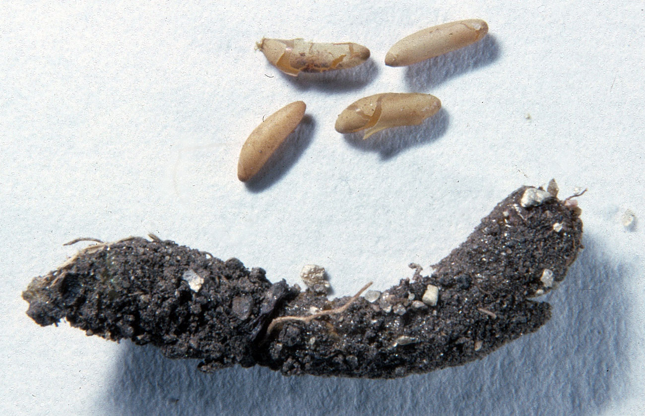  Fig. 10, egg pod and several loose eggs 