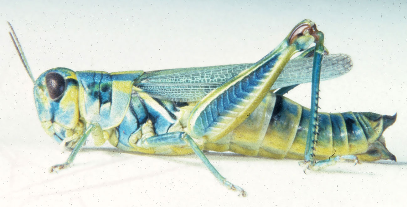  Fig. 8, adult female, uncommon blue form of redlegged grasshopper 