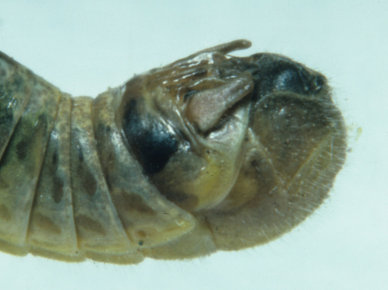 Fig. 9, side view end of male abdomen 