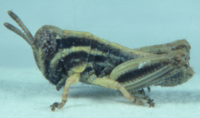  Fig. 1, first instar: BL 4-5.6 mm, FL 1.9-2.4 mm, AS 12-14 