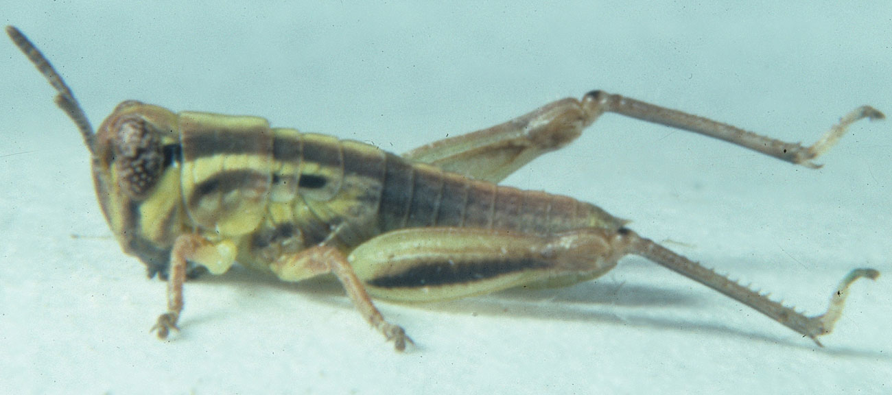  Fig. 2, second instar: BL 6.2-7.2 mm, FL 3.1-3.4 mm, AS 15-16 