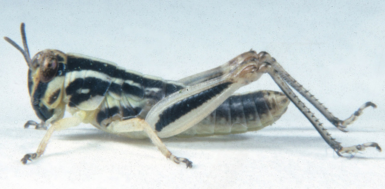  Fig. 3, third instar: BL 7.4-9.7 mm, FL 4.3-5.4 mm, AS 17-19 