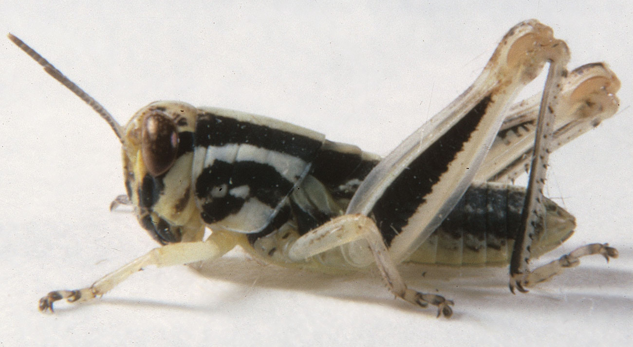  Fig. 4, fourth instar: BL 10-15.5 mm, FL 7.2-9.0 mm, AS 22-24 