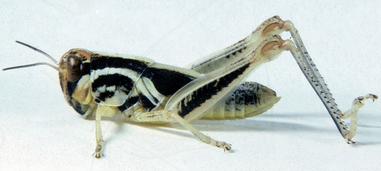  Fig. 5, fifth instar: BL 16.5-22.5 mm, FL 9.5-11.5 mm, AS 24-26 