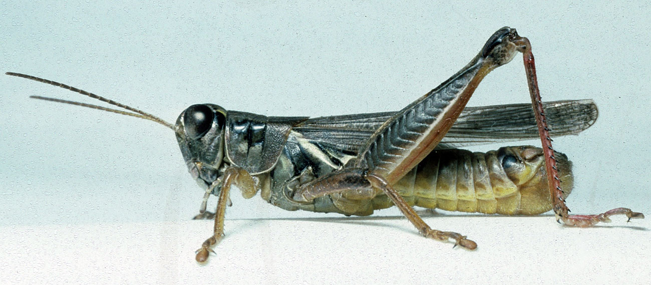  Fig. 6, adult male: BL 17.5-23 mm, FL 10.5-13 mm, AS 25-28 